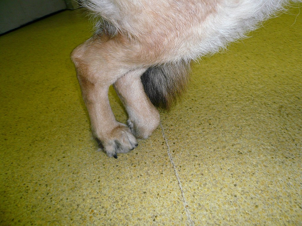 Krankhafte Beugung der Zehengelenke bei einem Hund mit degenerativer Myelopathie